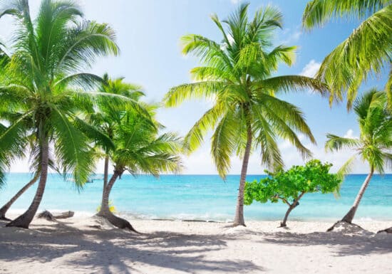 Bodyguard services in the Dominican Republic. Palm trees on a pristine white sandy beach with clear blue ocean water.