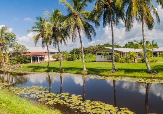 Is Suriname Safe. A serene scene featuring a small pond surrounded by lush greenery and palm trees, with buildings in the background.